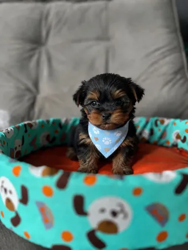 Dachshund Alerquim Chocolate 