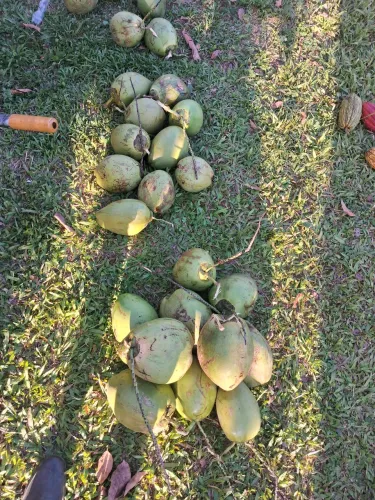 Vendo Cocos verdes