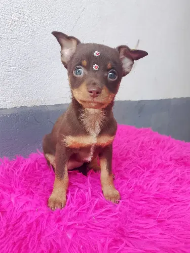 Lindaza de Pincher fêmea