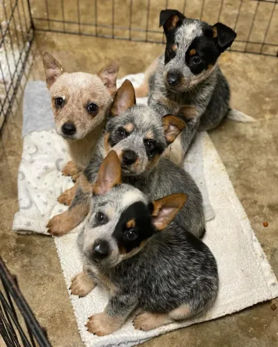 Blue Heeler e Red Heeler