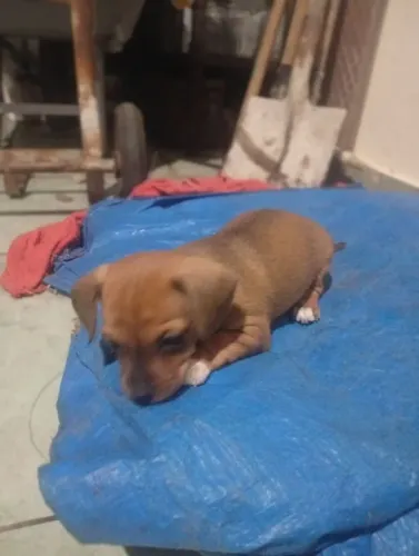 Vendo ou troco filhote de pinscher macho porte pequeno já vermífugado