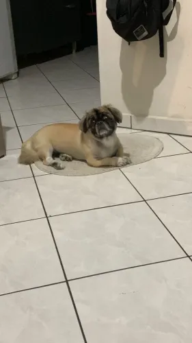 Doação pequinês urgente 