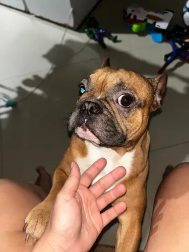Cachorro 