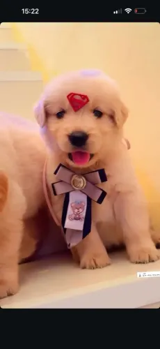Golden retriever com pedigree