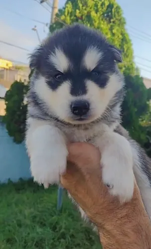 Husky Siberiano Filhote Para Tornar Seus Dias Ainda Mais Especiais