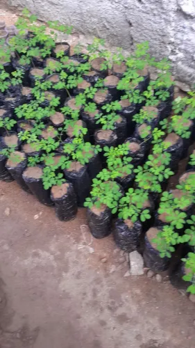 Moringa