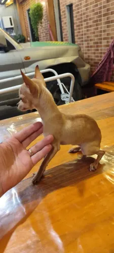 Casal de Pinscher 0 - 6 meses