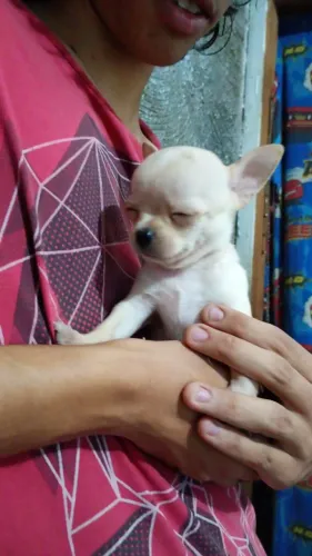 Filhote chihuahua macho