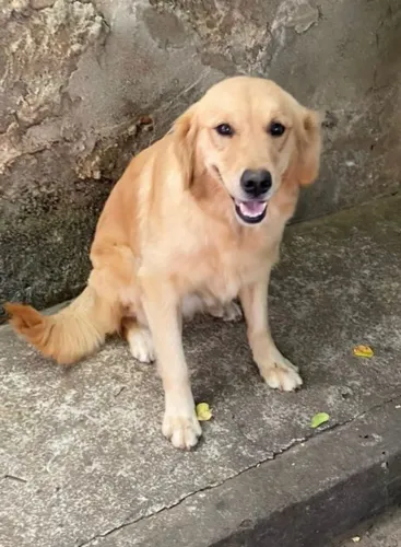 Golden Retriever macho !
