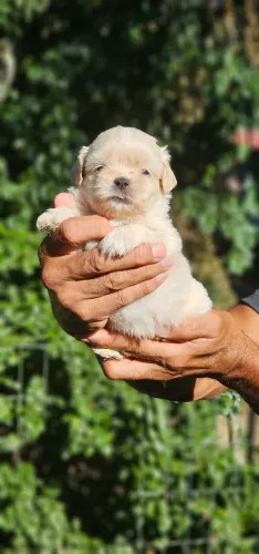 Shih-tzu Lavanda Exótico- RARO
