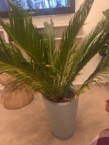 Planta com.vaso