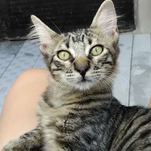 Adoção de Gatinho Macho