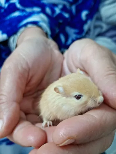 Lindos esquilos bebes criatório malagutti