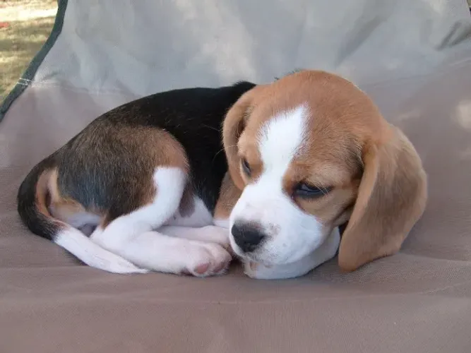 Seu Melhor Amigo Filhote de Beagle