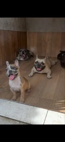 Bulldog