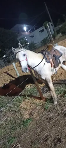 Cavalo