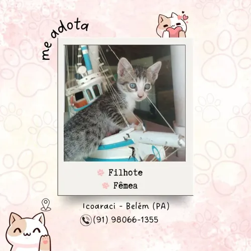 Adote um gatinho e os ajudem a encontrarem uma família