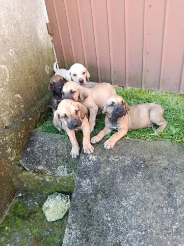 Filhotes de Fila Brasileiro 