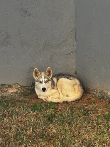Husky siberiano