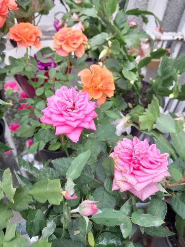 Rosas