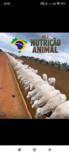 Bagaço de cana 