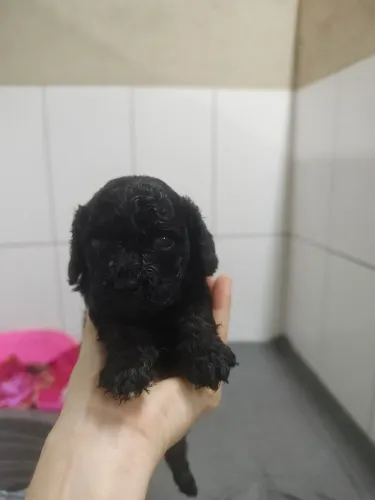 Linda filhote de Cavapoo fêmea na cor Preta