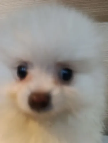 Lulu da Pomerânia ursinho filhote