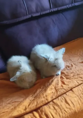 Coeelhos filhotes da raça Lion