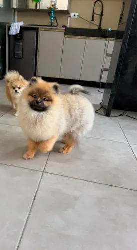 Cachorro spitz alemão ursinho