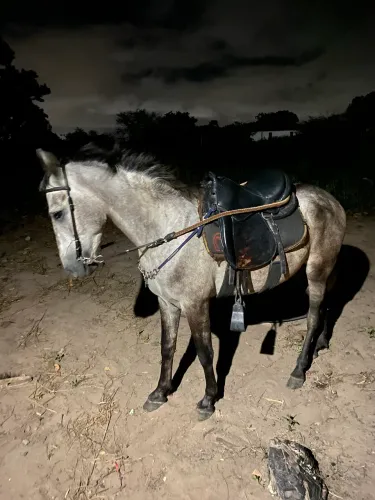Cavalo de marcha picada
