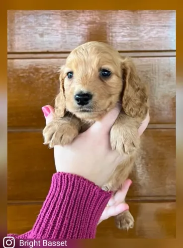 Filhote de Dachshund Pelo Longo