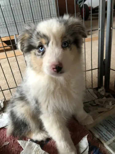 border collie merles - leve o seu