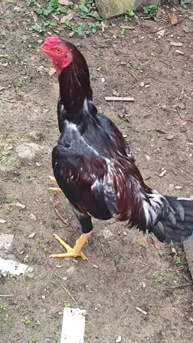 Galo indio