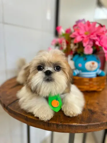 Shih tzu