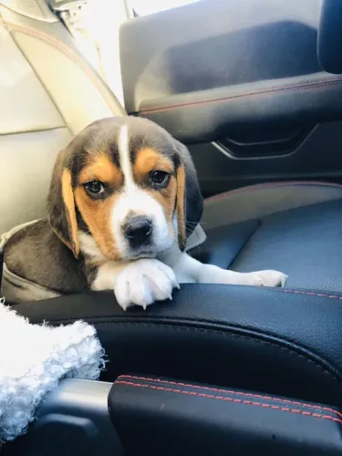 Beagle puro excelente para companhia e diversao 