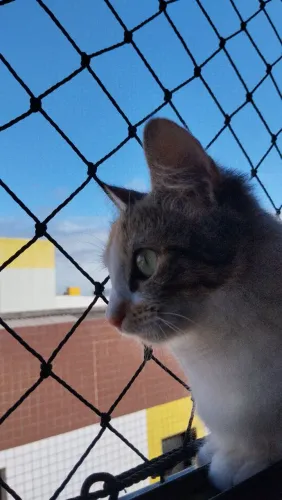 MUSSY - GATA PARA ADOÇÃO
