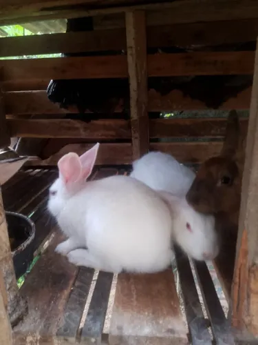 Vendendo coelhos