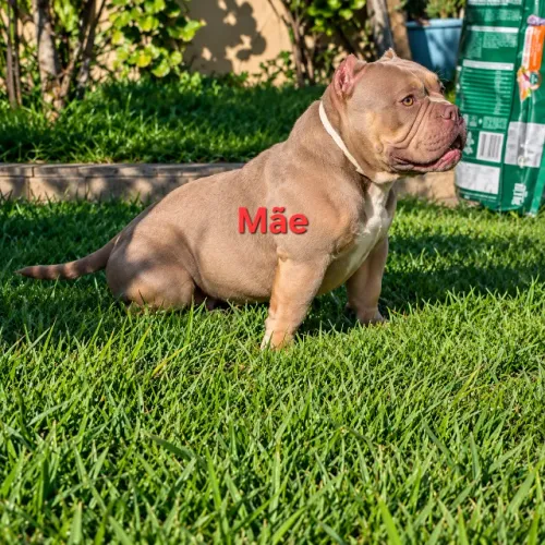 Filhotes American Bully Micro