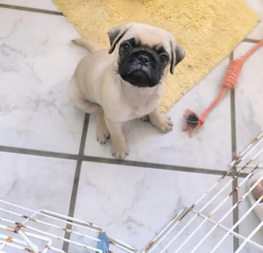Filhote Pug a pronta entrega