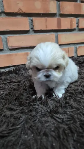Cachorro Pequines