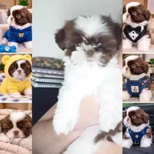 Shitzu shih tzu chocolate com branco machinho linhagem figado