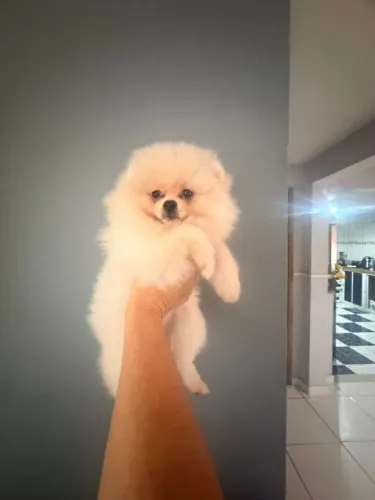 Lulu da pomerania lindos miudinhos,vacinados e vermifugados em dia com kit filhote, venha!