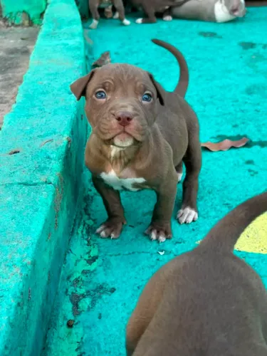 Filhotes de pitbull - Pit bull