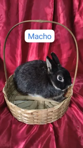 Vende-se matriz mini coelho anão Netherland 