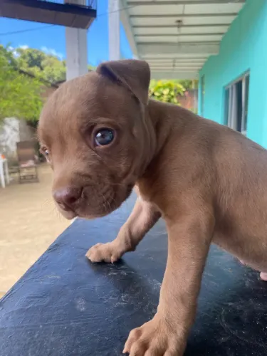 Filhote de Pitbull macho