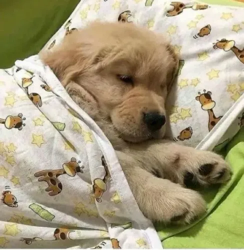 Golden Retriever - Leve Felicidade Pra Casa Em Forma De Patinhas 