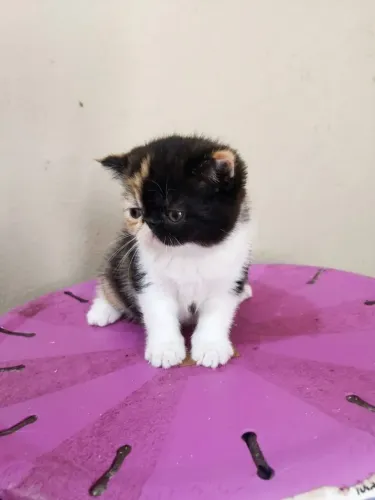 Uma linda exótica p trazer alegria p sua família