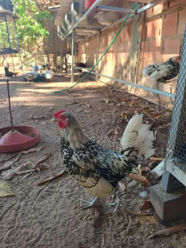 Frango sebratian prata