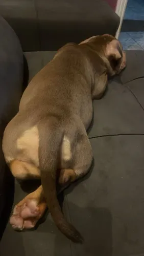 American Bully 