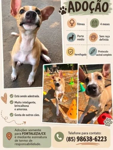 Cachorrinhos lindos demais pra adoção responsável
